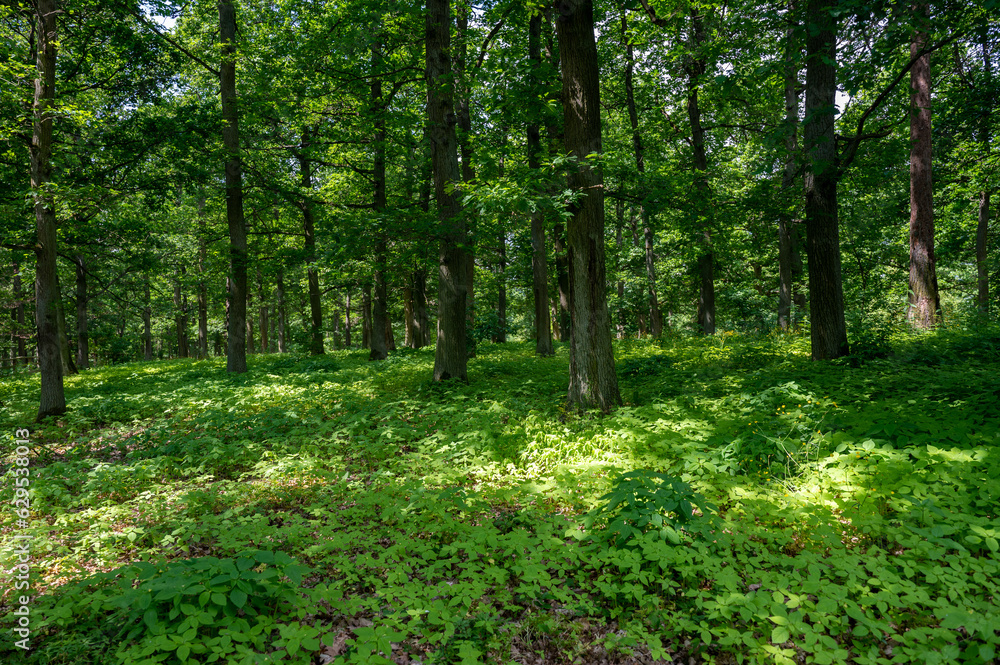 A green forest with many green plants on the ground A green forest with many green plants on the ground