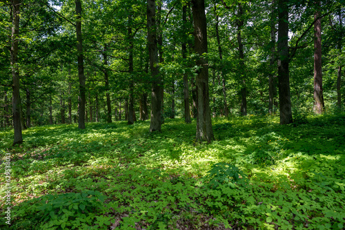 A green forest with many green plants on the ground