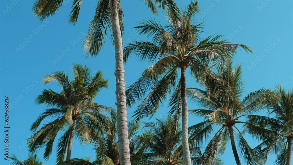 Tropical Palm Trees. Majestic palm trees with lush green leaves against a clear blue sky. Relaxing beach scenery on a sunny day. Concept of a tranquil and idyllic paradise getaway. Tropical Palm Trees. Majestic palm trees with lush green leaves against a clear blue sky. Relaxing beach scenery on a sunny day. Concept of a tranquil and idyllic paradise getaway.