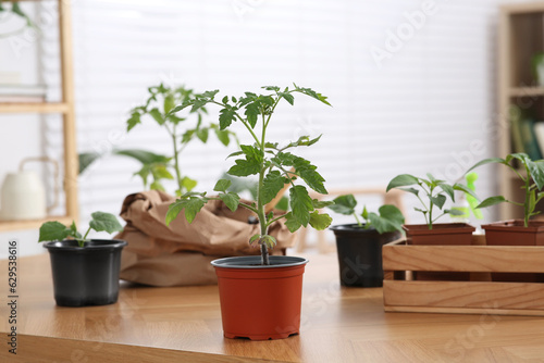 Seedlings growing in pots with soil on wooden table indoors