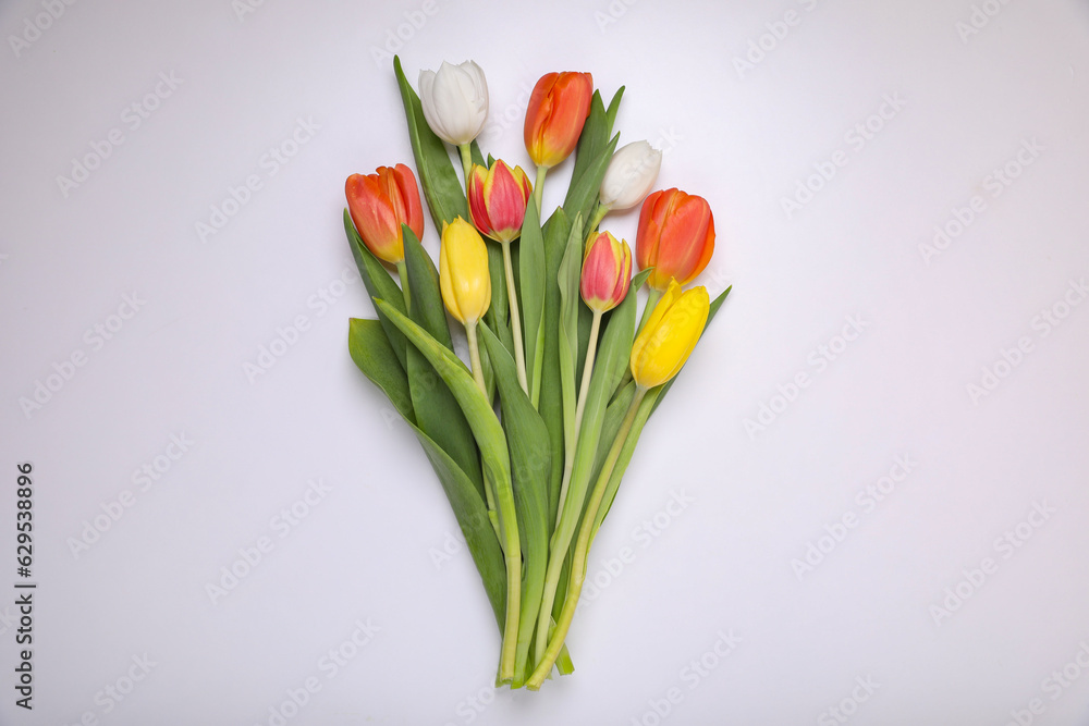 Beautiful colorful tulip flowers on white background, flat lay Beautiful colorful tulip flowers on white background, flat lay
