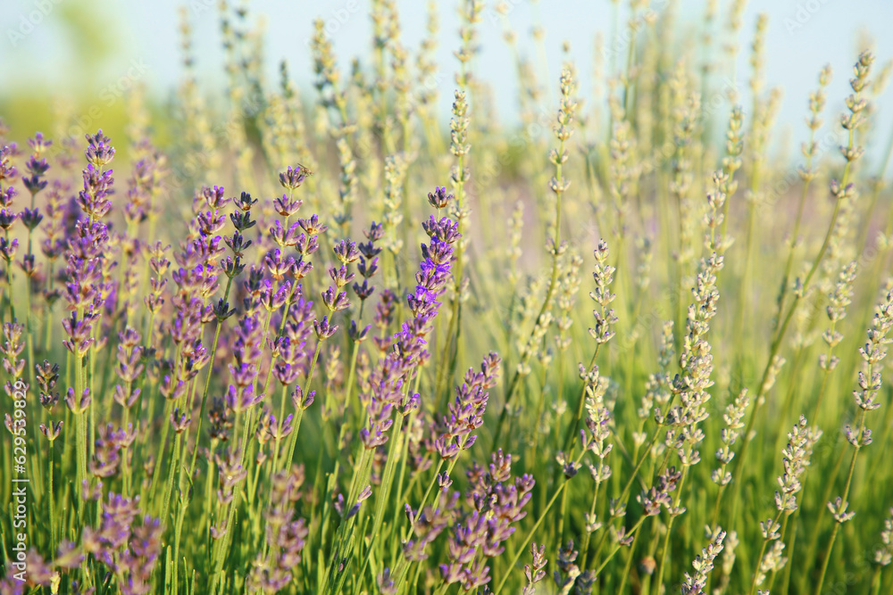 Naklejka premium Beautiful blooming lavender growing in field, closeup