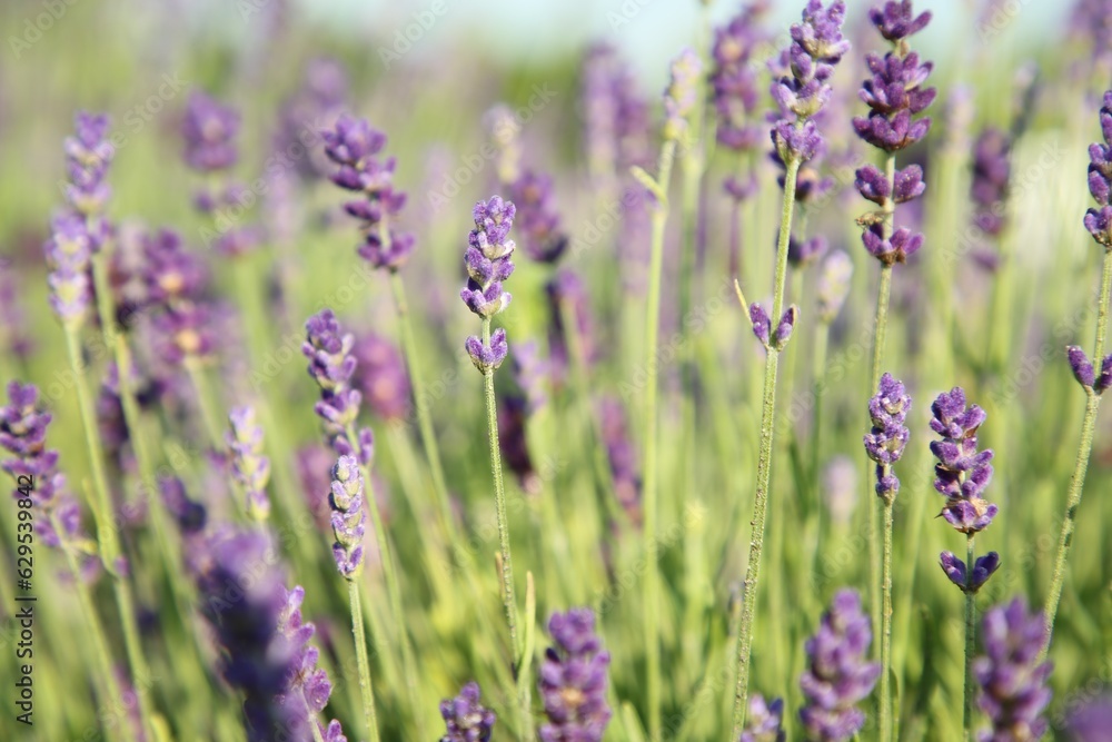 Beautiful blooming lavender growing in field, closeup Beautiful blooming lavender growing in field, closeup