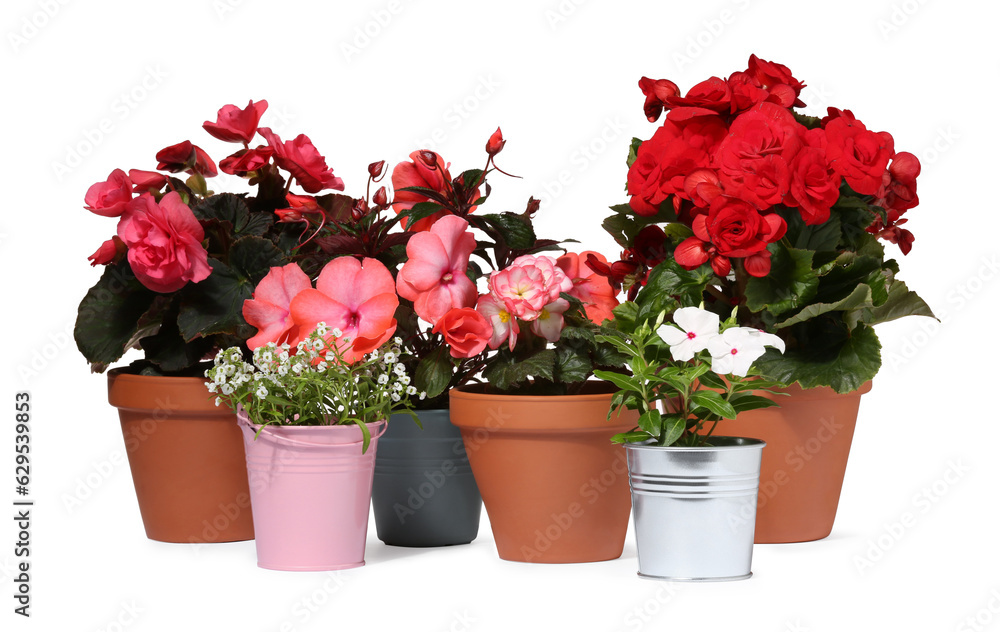 Beautiful flowers in different pots isolated on white Beautiful flowers in different pots isolated on white