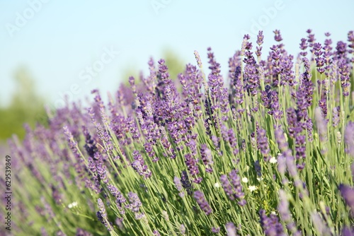 View of beautiful blooming lavender growing outdoors © New Africa