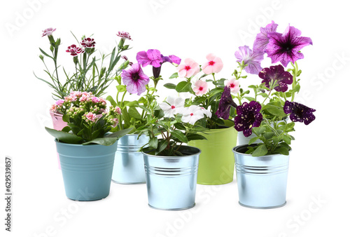Beautiful flowers in different pots isolated on white