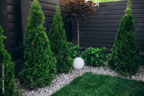 Fototapeta thuja smaragd in landscape design, selective focus