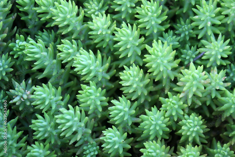 Fill the frame view of Sedum, a large genus of flowering and succulent plants in the family Crassulaceae, members of which are commonly known as stonecrops Fill the frame view of Sedum, a large genus of flowering and succulent plants in the family Crassulaceae, members of which are commonly known as stonecrops