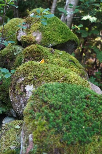 Moss on the rocks