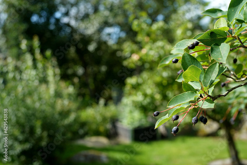 Berries on tree branch