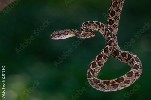 A many-spotted cat snake Boiga multomaculata defensive position, natural bokeh background 