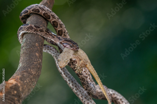 A many-spotted cat snake Boiga multomaculata eating a gecko, natural bokeh background 