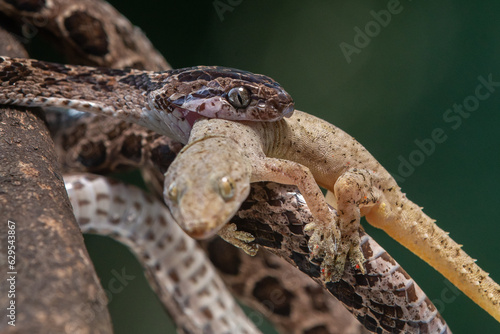 A many-spotted cat snake Boiga multomaculata eating a gecko, natural bokeh background  photo