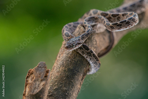 A many-spotted cat snake Boiga multomaculata defensive position  natural bokeh background 