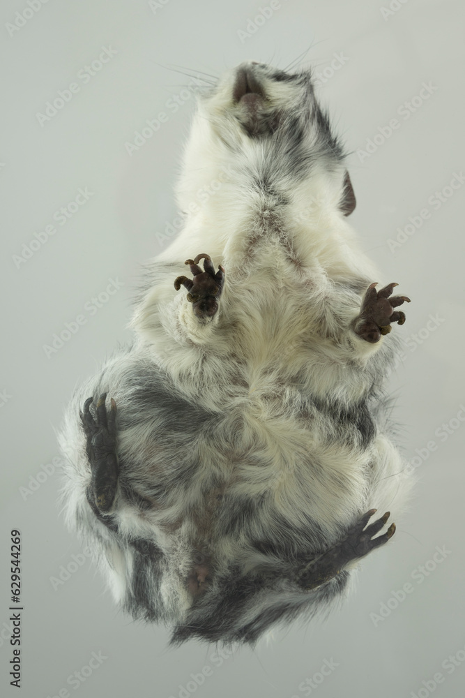 Fototapeta premium froschperspektive meerschweinchen