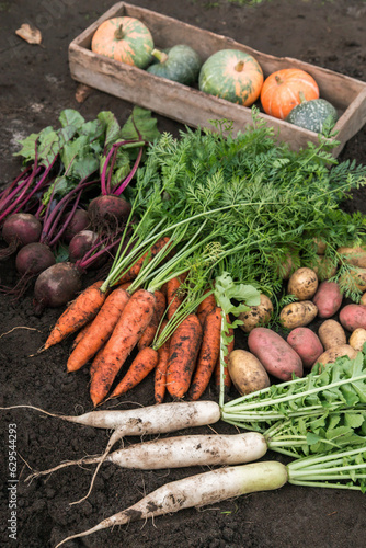 Autumn harvest of fresh raw carrot, beetroot, pumpkin, daikon radish and potato on soil ground in garden. Harvesting organic eco bio fall vegetables