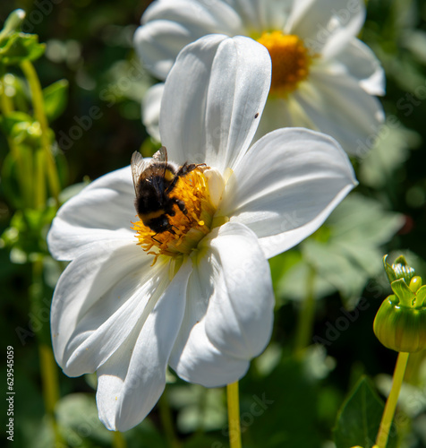 bee on a flower