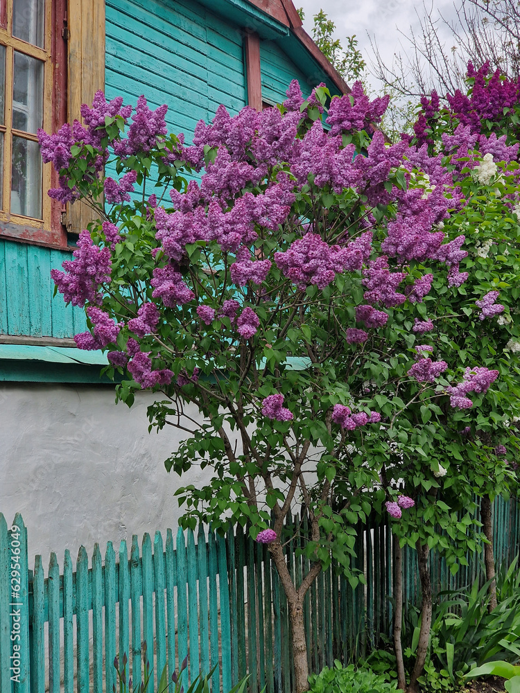 Lilac near the house in the village behind the fence