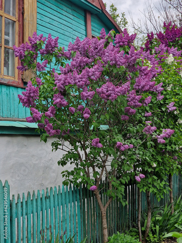 Lilac near the house in the village behind the fence