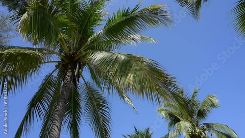 Wallpaper Mural leaf of coconut trees flutter slow motion on blue sky, beautiful natural background Torontodigital.ca