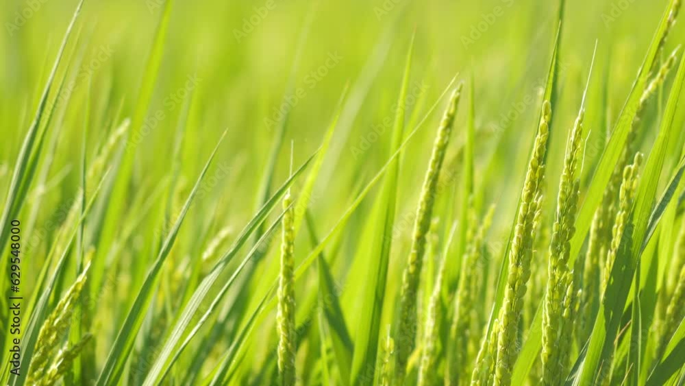 Closeup of ricefield Closeup of ricefield