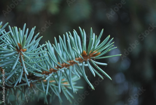 blue pine tree branch on a dark background