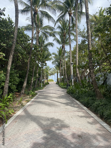 path in the palm trees to beach