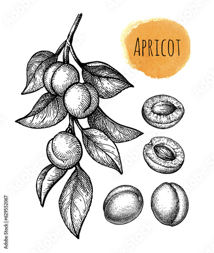 Apricot branch and fruits ink sketches.