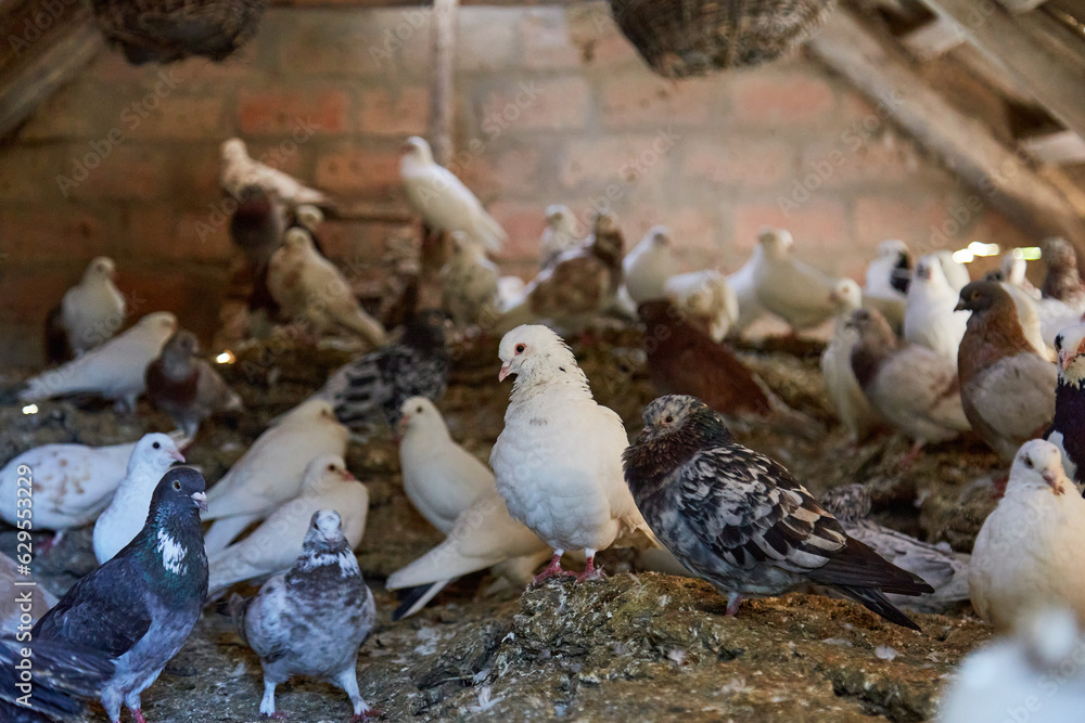 Fototapeta premium Breeding purebred pigeons at private yard. Warm house for birds. Hobby for the soul. Diet meat. Naturecore rural pastoral life concept Copy space
