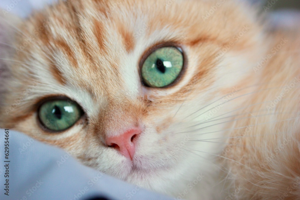 A british shorthair golden gradient kitten with green eyes