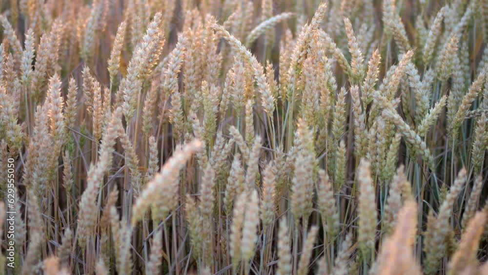 Ears of ripening grain blowing in a gentle breeze, shot in slow motion at sunset Ears of ripening grain blowing in a gentle breeze, shot in slow motion at sunset