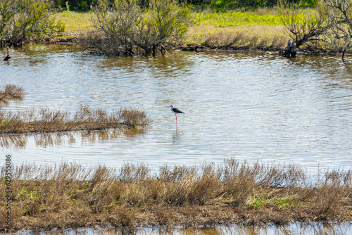 Black-winged stilt in the salt marshes of the natural reserve of Lilleau des Niges on the Ile de Ré island in France photo