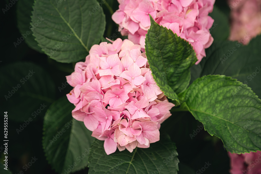 Bright beautiful pink hydrangea inflorescences on the bush, flowering of a hydrangea bush close up. Bright beautiful pink hydrangea inflorescences on the bush, flowering of a hydrangea bush close up.