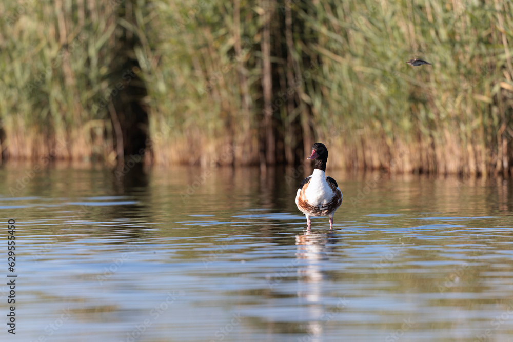 common shelduck Tadorna tadorna in a swamp in Brittany, France common shelduck Tadorna tadorna in a swamp in Brittany, France