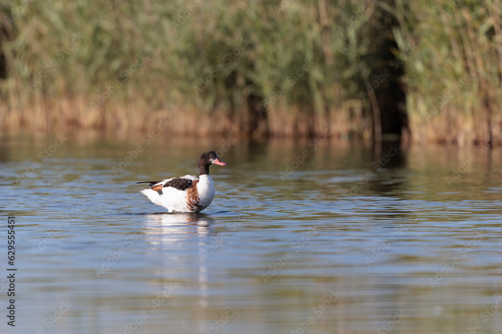 common shelduck Tadorna tadorna in a swamp in Brittany, France common shelduck Tadorna tadorna in a swamp in Brittany, France