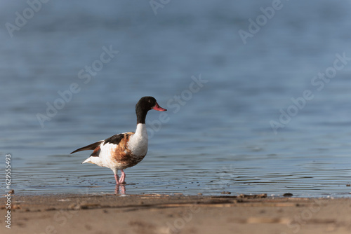 common shelduck Tadorna tadorna in a swamp in Brittany, France