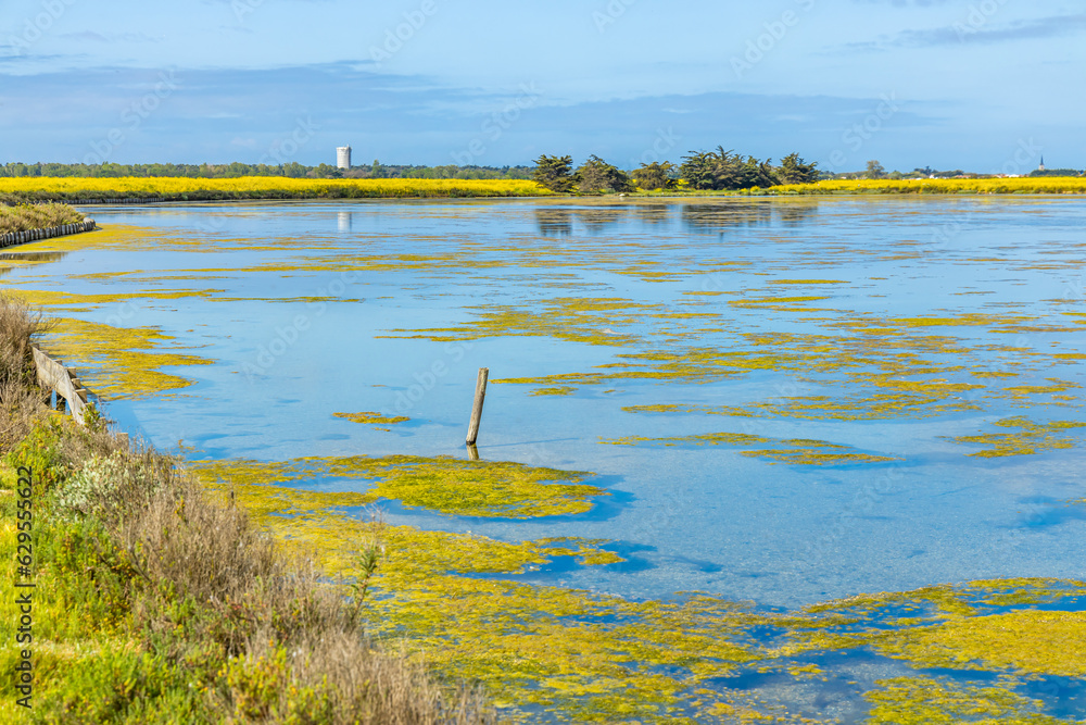 Fototapeta premium Salted marshes of the reserve of Lilleau des Niges on Re island in France in summer