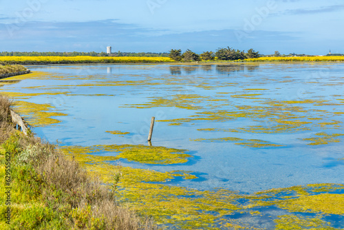 Tableau sur toile Salted marshes of the reserve of Lilleau des Niges on Re island in France in sum