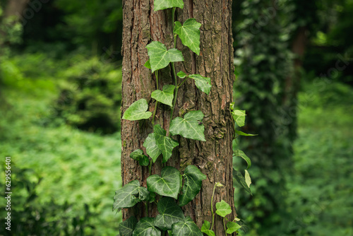 Green ivy growing on tree bark in park  leaves climbing on the tree  wild evergreen climbing plant that stretches along a tree in the forest.