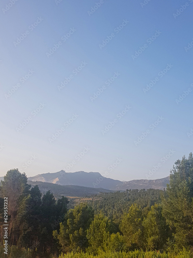 Evergreen forests and mountainous landscapes Evergreen forests and mountainous landscapes