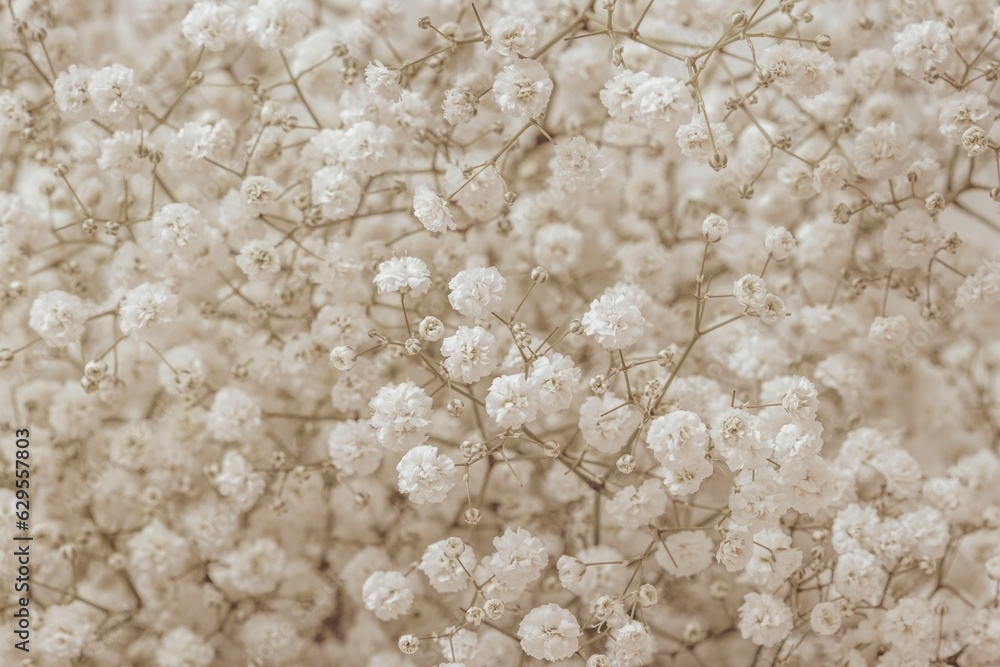 Obraz premium Small beautiful romantic gypsophila bunch flowers and branches elegant macro wallpaper, invitation or postcard
