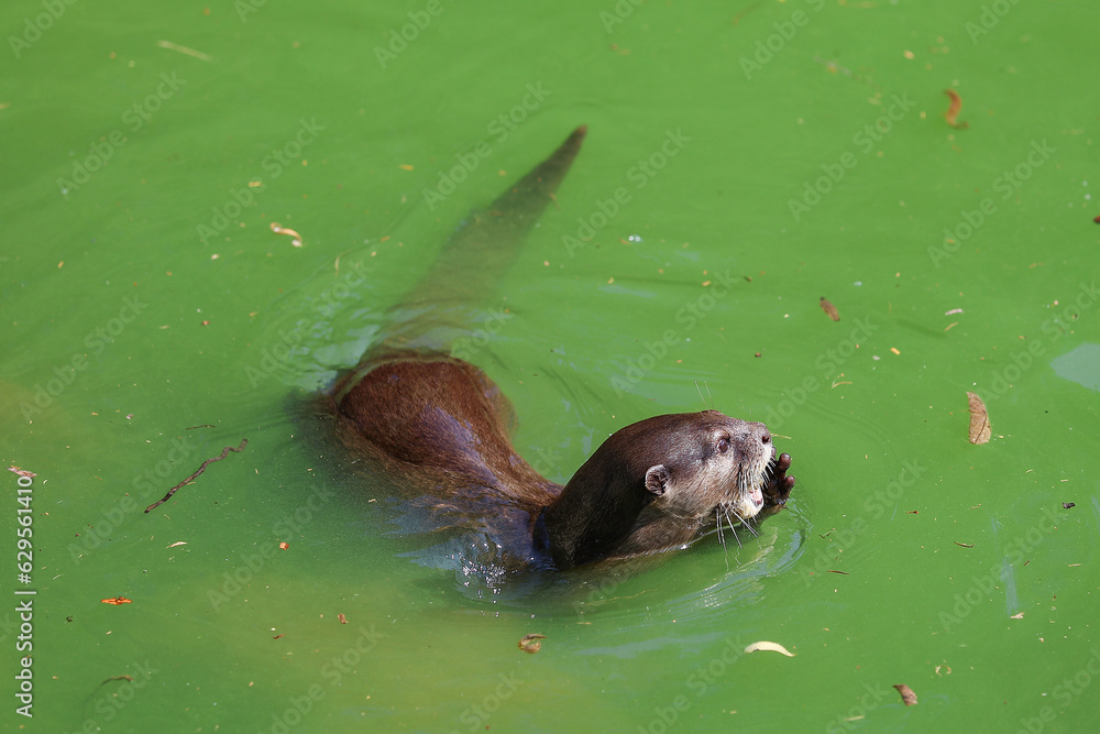 Naklejka premium Lontra