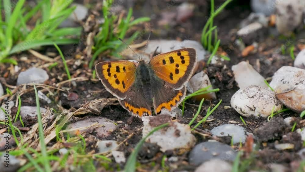 Small Copper Butterfly Resting