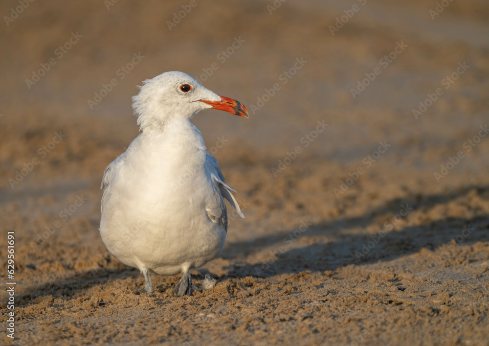 Obraz premium Audouin's Gull on the sand of the ebro delta beach