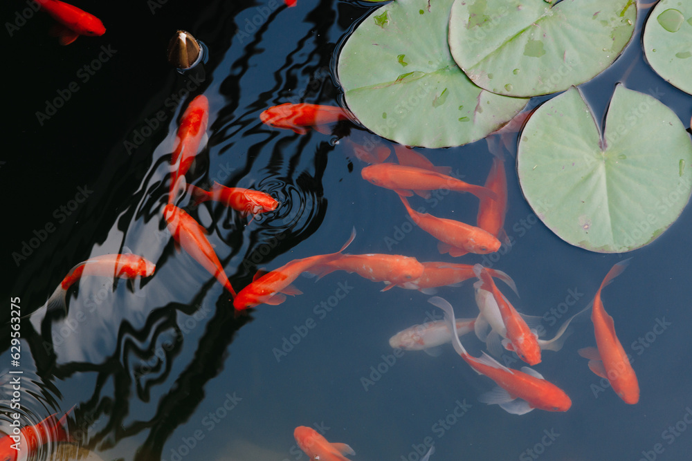 The red fish swims gracefully in the pond, surrounded by the beauty of nature.