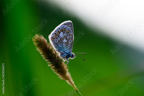 butterfly on a stem of grass