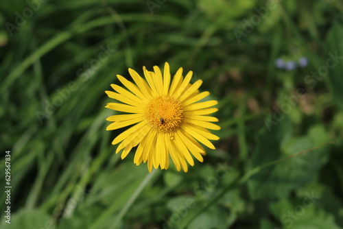 A yellow flower with a bug on it