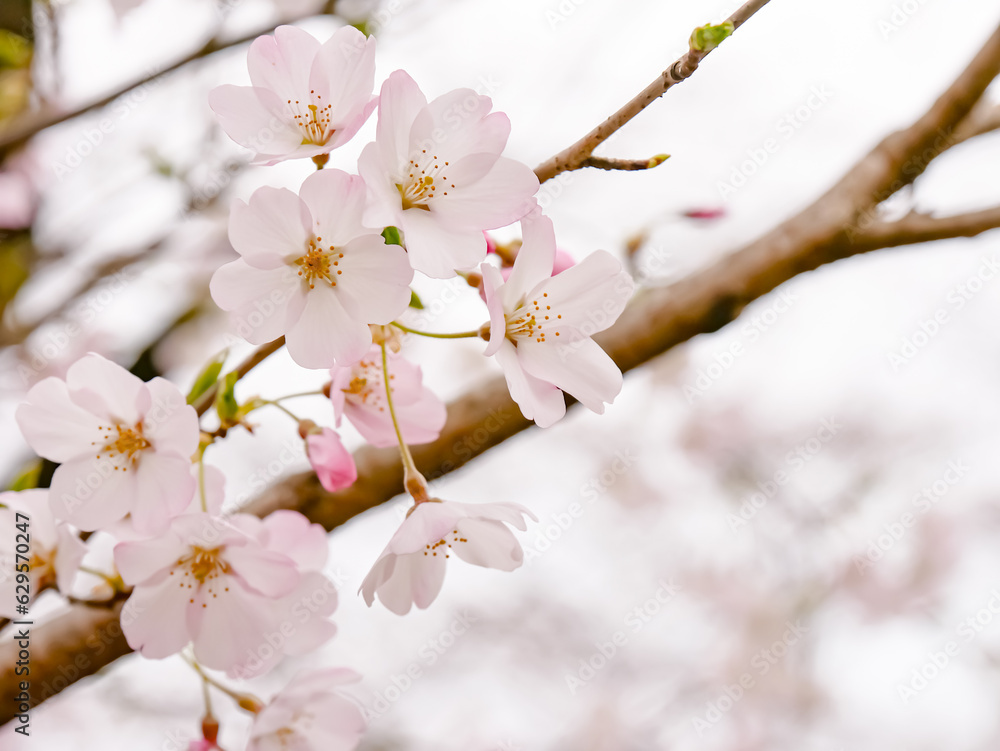一重咲きの桜の花と枝と①【左寄り】 一重咲きの桜の花と枝と①【左寄り】