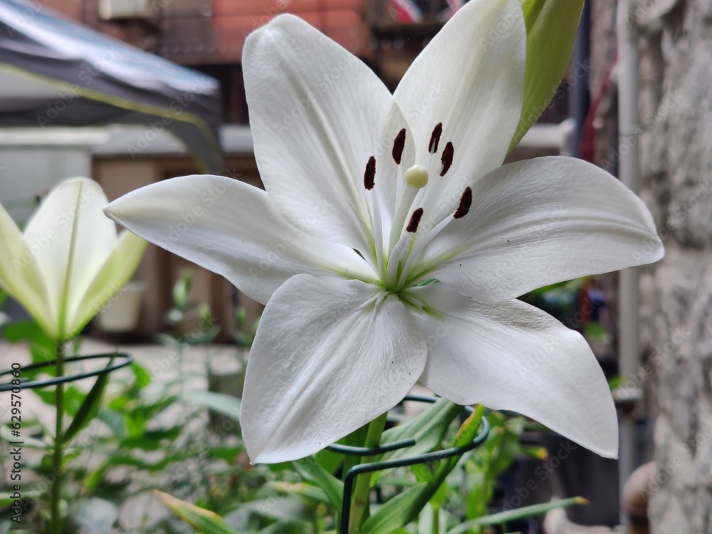 Fototapeta premium white lily flower in the garden