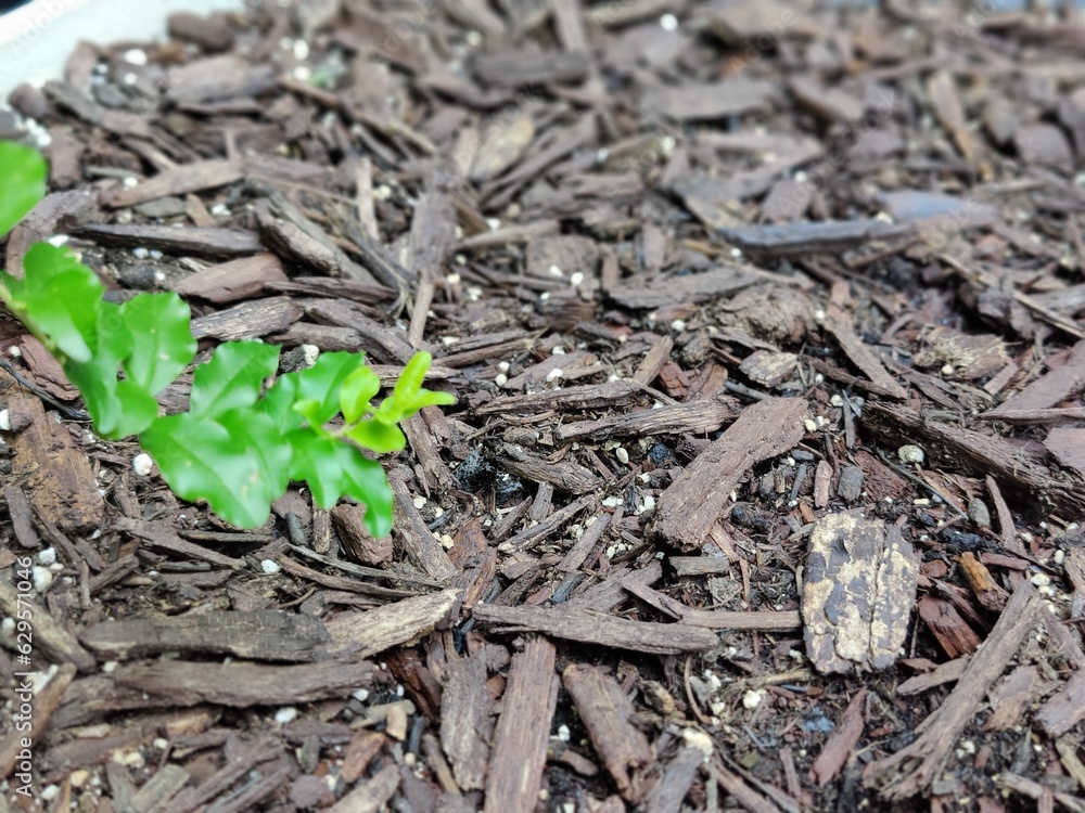 roots in the ground roots in the ground